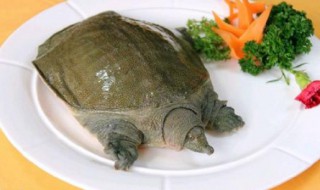 甲鱼肉怎么做嫩滑（甲鱼肉怎么做好吃）