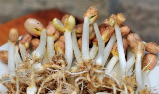 发花生芽的简单方法（发花生芽的简单方法是什么）