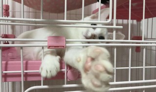 猫咪托运怎么解决吃饭（猫咪托运到家后不吃饭）