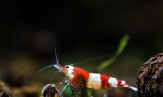 水晶虾的选购方法（水晶虾的选购方法图解）