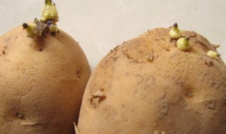 土豆是碱性还是酸性（土豆是属于碱性还是酸性）