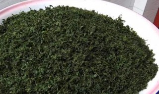 酸枣叶的功效与作用（酸枣叶的功效与作用中药查询）