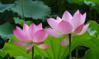 莲花和荷花一样吗（莲花 荷花 区别）