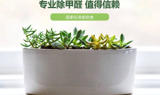 除甲醛最可靠的方法 除甲醛最可靠的方法有哪些