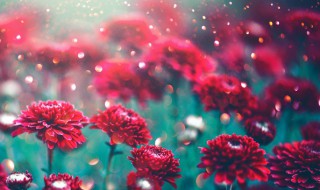 鲜花保存方法小妙招 鲜花保存方法小妙招图片