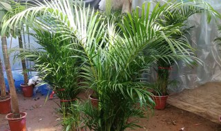 夏天养什么绿植比较好室内（夏天室内养什么植物好）