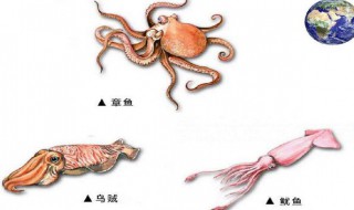 八爪鱼和鱿鱼的区别（八爪鱼和鱿鱼的区别图片）