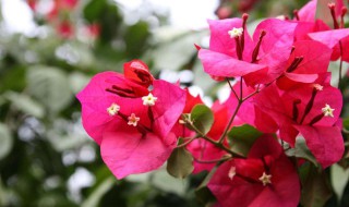 三角梅怎么养才开花好（三角梅怎样养才能四季开花）