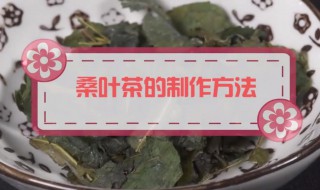 桑叶茶的制作方法 桑叶茶的制作方法视频