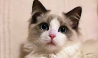做梦梦见猫（做梦梦见猫是什么征兆）