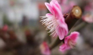 花朝节是农历哪一天（花朝节是农历每月的哪一天）