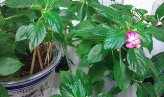 玻璃翠花怎么养（四季海棠玻璃翠花怎么养）