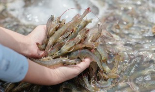 虾仁汤的做法 鸡蛋虾仁汤的做法