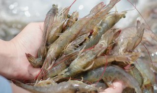 红汤虾的做法 红虾的做法大全