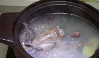 天麻乳鸽汤的做法与功效 乳鸽煲天麻有什么功效