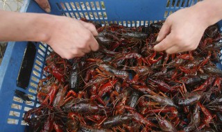 小龙虾死了是飘着还是沉底（小龙虾死了会浮起来吗）