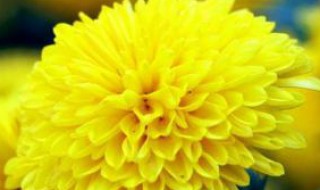 菊花代表什么花语 菊花代表什么花语作业帮