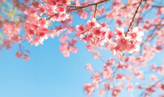 樱花的寓意 樱花的寓意和花语