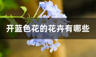 开蓝色花的花卉有哪些 开蓝色花的花卉有哪些名字