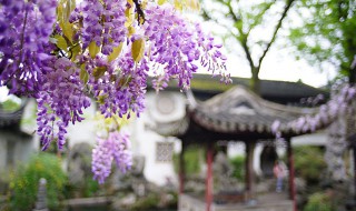 紫藤花的特点 紫藤花的特点和品质,寓意