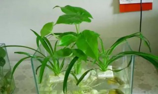 水植花卉有什么 水植花卉有哪些