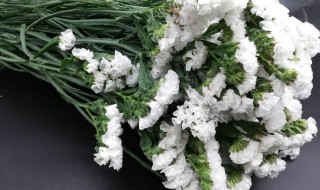 白色勿忘我的花语是什么 白色勿忘我的花语是什么意思