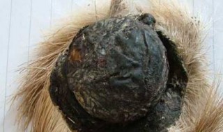 麝香是什么东西（麝香是什么东西?）