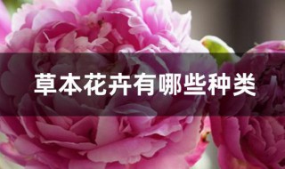 草本花卉有哪些种类（草本花卉有哪些种类户外）