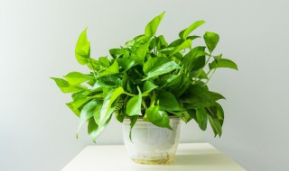 喜水的植物花卉有哪些（哪些植物是喜水的）