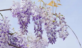 紫藤花和紫槐花的区别（紫藤花和槐花一样吗）