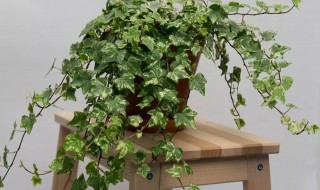 喜阳植物盆栽有哪些 喜阳植物盆栽有哪些图片
