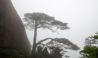 迎客松是什么松树（黄山迎客松是什么松树）