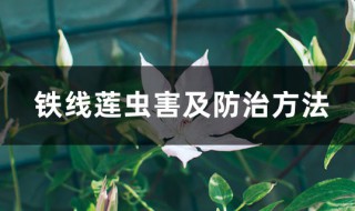 铁线莲病虫害及解决方法（铁线莲虫害防治）