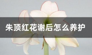 朱顶红花谢后怎么养护（朱顶红花谢后怎么养护和浇水）