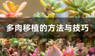 多肉移植的方法与技巧 多肉移植的方法与技巧图解