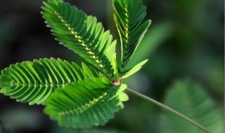 含羞草怎么养才能更旺盛（含羞草怎么养才能开花）