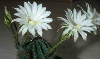 白色仙人球花的花语 仙人球的花的花语