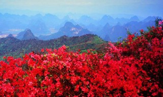 映山红嫁接时间和方法（映山红的嫁接时间）