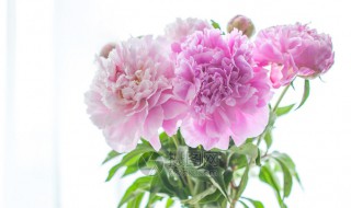 芍药插瓶怎么养 芍药插瓶怎么养水放多少