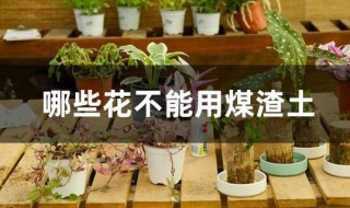 哪些花不能用煤渣土（哪些花不能用煤渣土养）