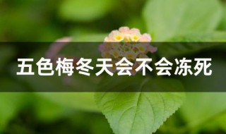 五色梅冬天会不会冻死 五色梅会冻死吗