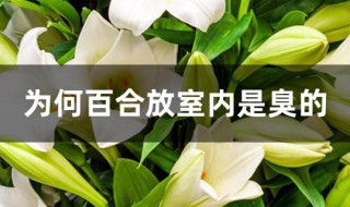 为何百合放室内是臭的 有人觉得百合很臭吗
