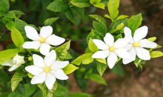 栀子花香是种什么味道 栀子花香是种什么味道的花