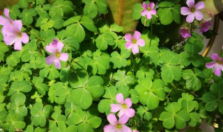 什么草会开花（什么草会开花图片）