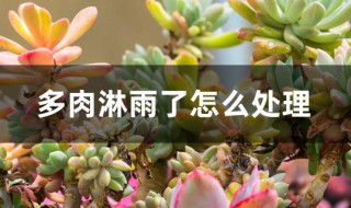 多肉淋雨了怎么处理 多肉淋雨了怎么处理好