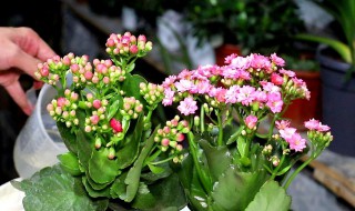 长寿花怎么晒太阳（长寿花晒太阳吗）
