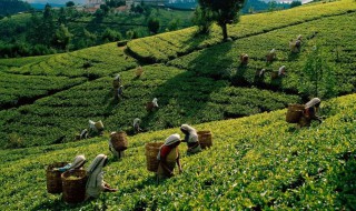 哪些地方盛产茶叶 中国哪个地方盛产茶叶