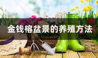 金钱榕盆景的养殖方法（金钱榕盆景的养殖方法和技术）