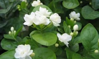 茉莉花不长叶子怎么回事（茉莉花叶子长不开）