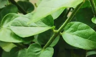 茉莉花干叶是怎么回事（茉莉花干叶子是怎么回事）
